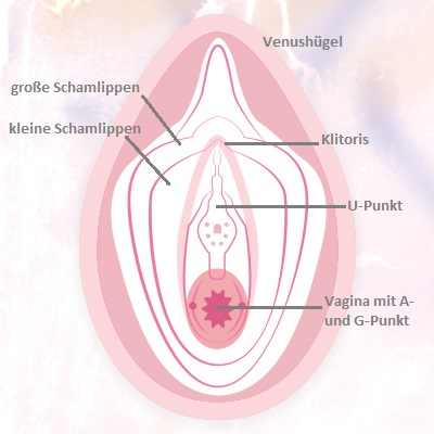 L'anatomie de la vulve et des zones érogènes